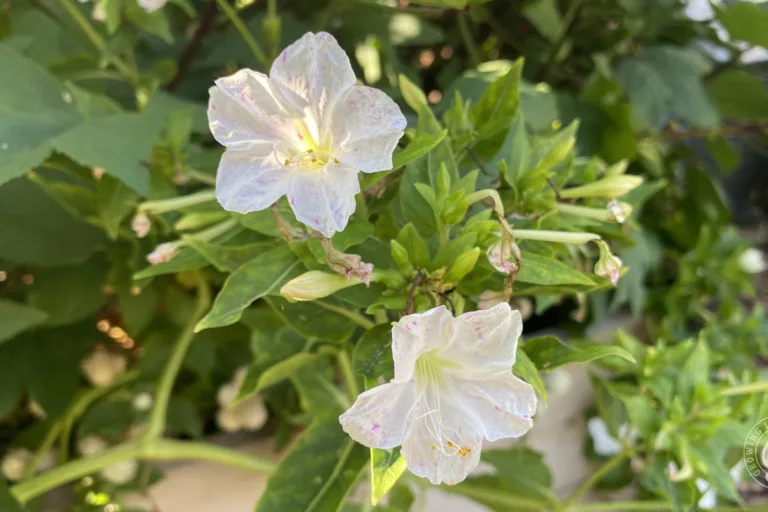 How to Grow Four O’Clocks featured image