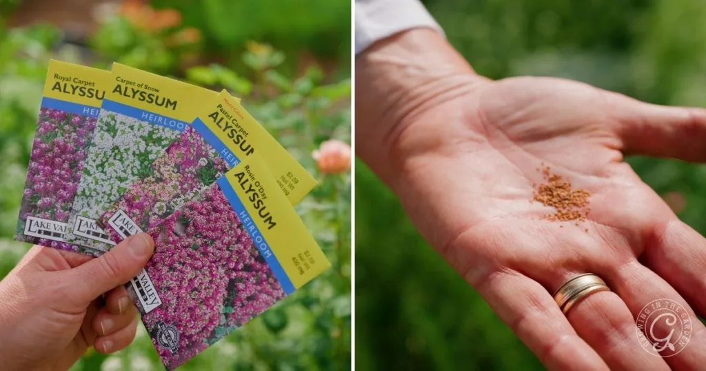 Hand holding alyssum seed packets, while another hand displays small alyssum seeds outdoors—perfect for learning how to grow alyssum in your garden.