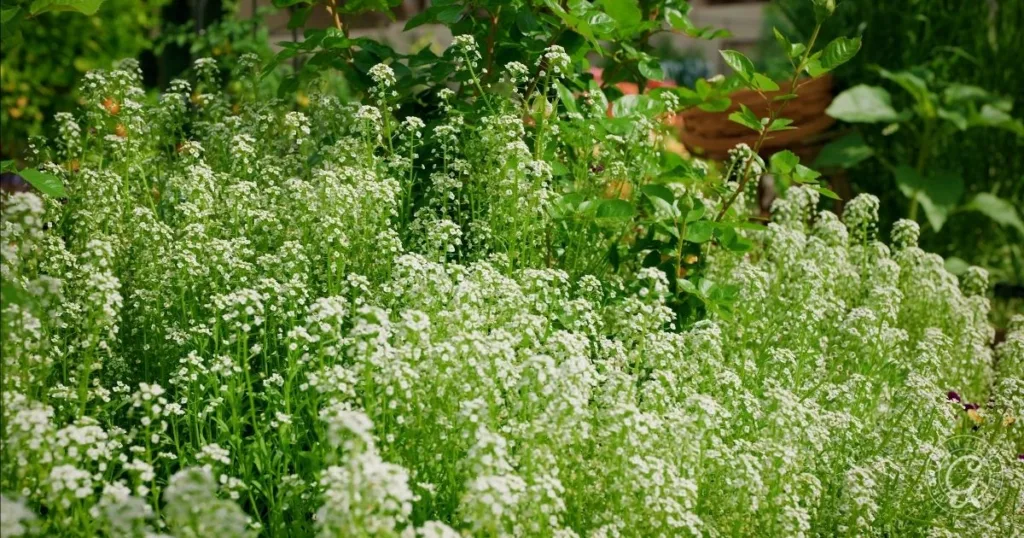 A garden bed filled with blooming white alyssum flowers and green foliage in sunlight, perfect for those learning how to grow alyssum successfully.