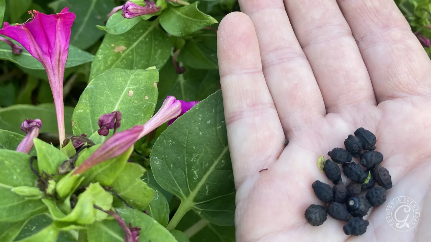 A hand holding small black seeds next to green leaves and pink flower buds.