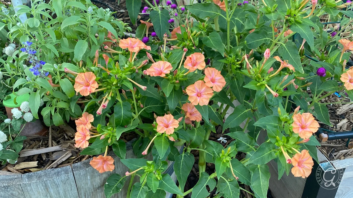 Clusters of orange-pink flowers with green leaves growing in a wooden planter in a garden.