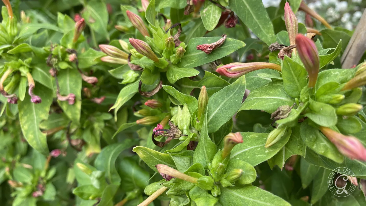 Close-up of green leaves and partially opened pink flower buds on a bush.