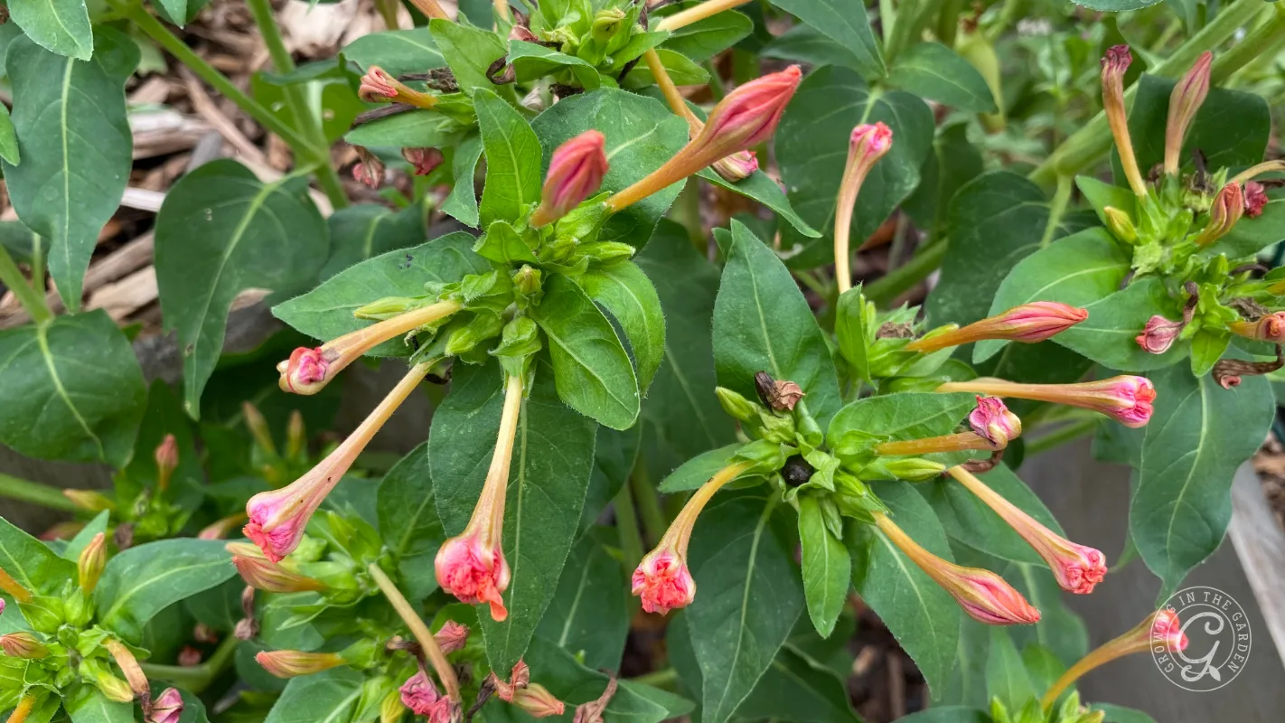Pink four oclock flower buds and green leaves growing outdoors.