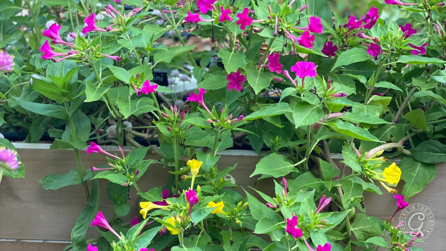 Bright pink and yellow flowers blooming amid green leaves in a raised wooden garden bed.