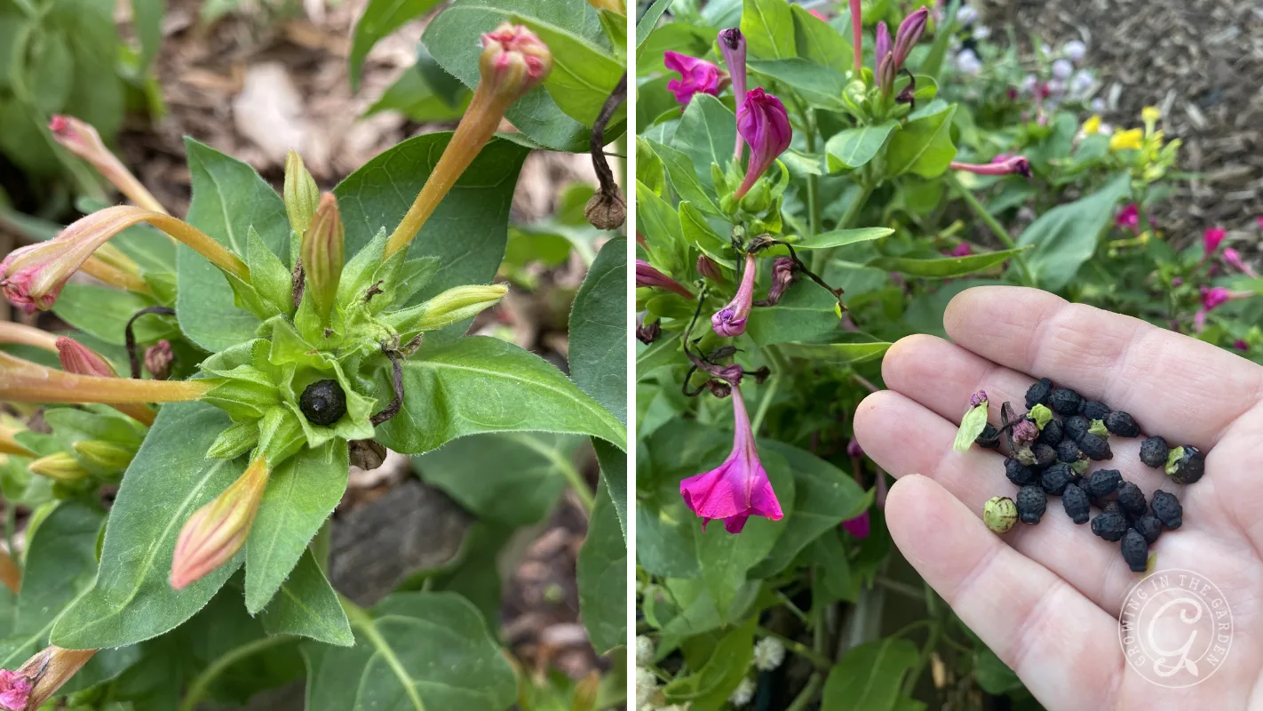 Close-up of four o&rsquo;clock plant with seed pods on the left, and a hand holding black seeds on the right.