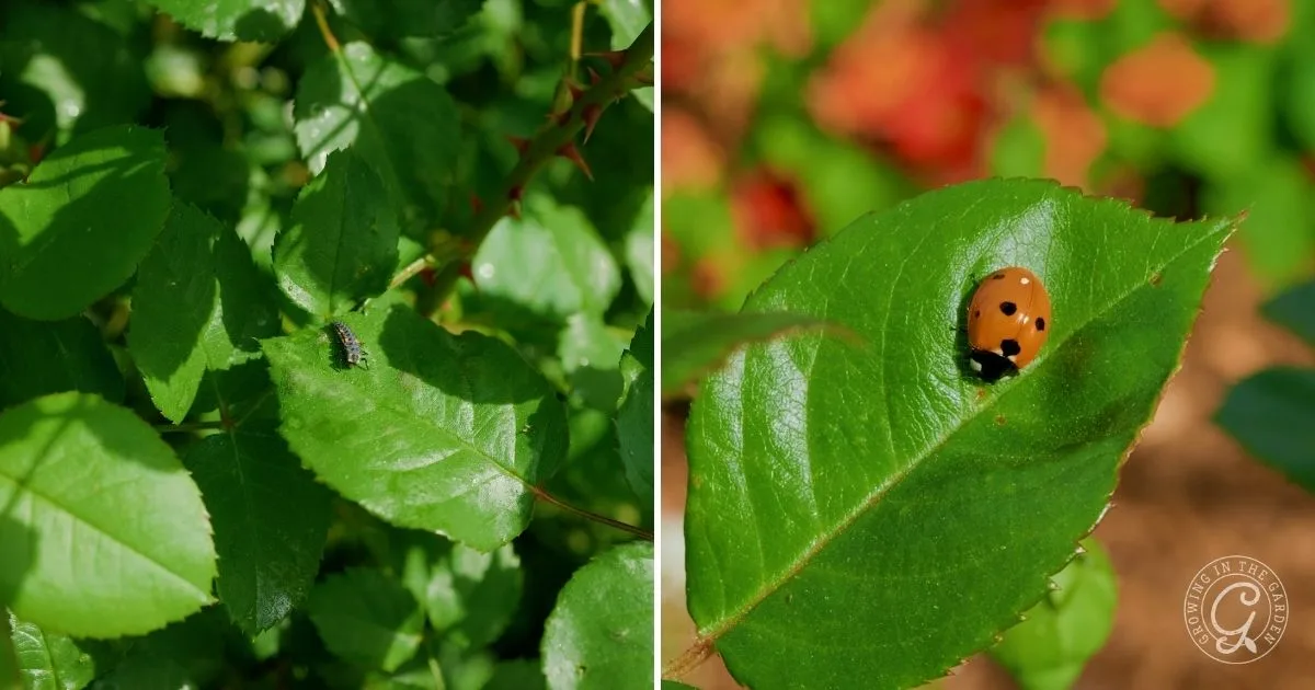 Left: black caterpillar on a green leaf; right: ladybug on a green leaf with blurred red background, highlighting garden life that thrives when you know how to grow alyssum.