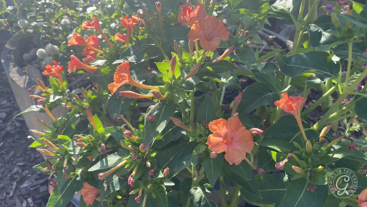 Orange trumpet-shaped flowers and green leaves in bright sunlight in a garden bed.