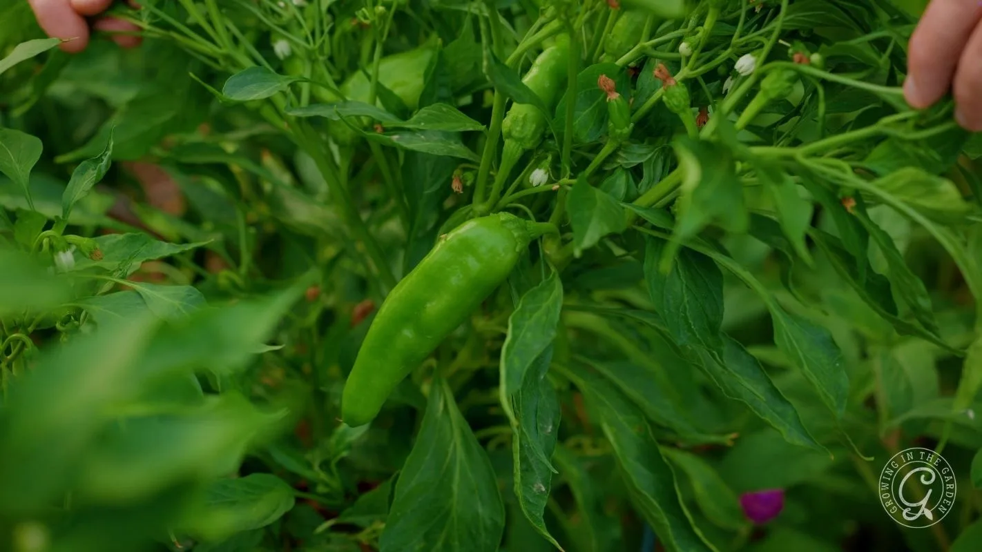 A green chili pepper hanging from a leafy plant in a garden.