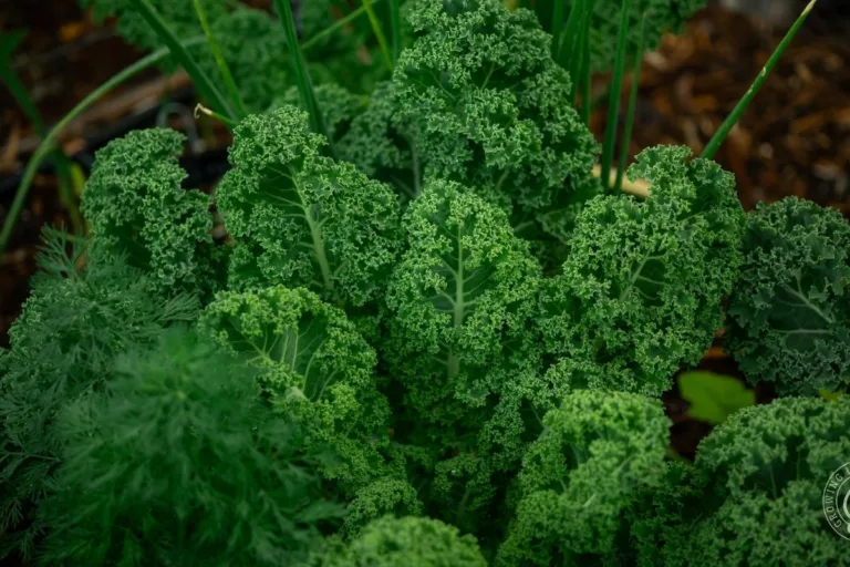 What Grows in Shade? Vegetables, Herbs, and Flowers for Low-Light Gardens featured image