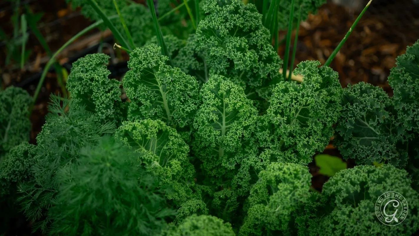 Curly green kale leaves growing in a garden with other leafy plants in the background.