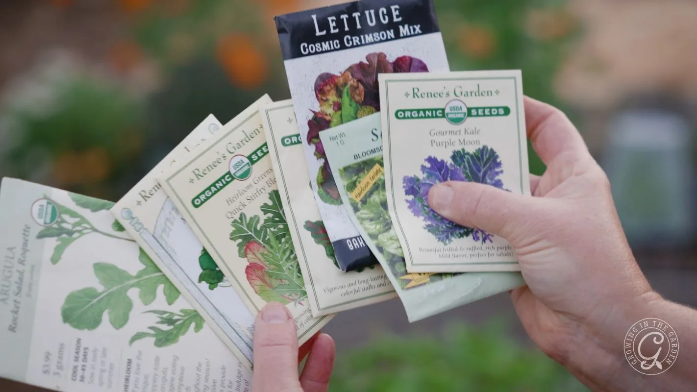 A person holds several packets of vegetable seeds, including lettuce, arugula, and kale.