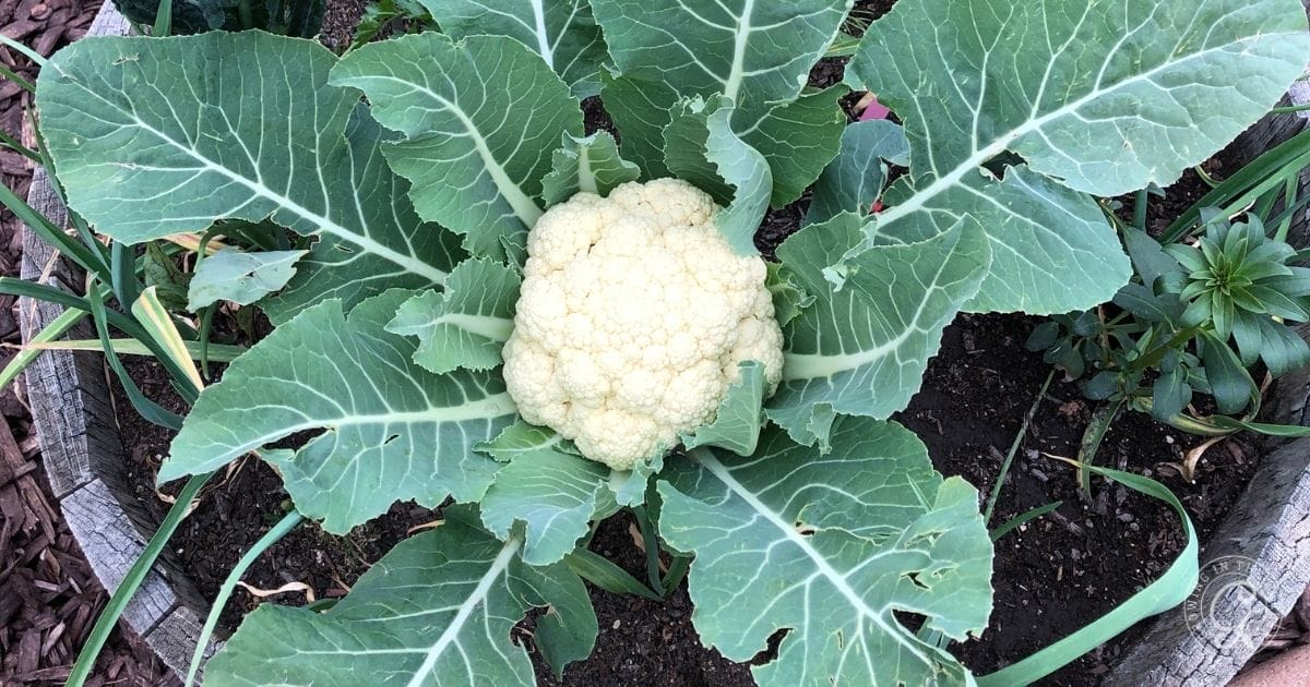 A cauliflower plant with broad green leaves growing in soil, viewed from above&mdash;one of the best vegetables to grow in pots for those interested in container gardening.