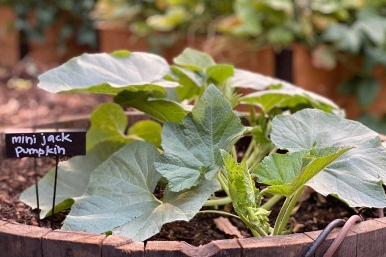 Container Gardening: Best Vegetables to Grow in Pots featured image