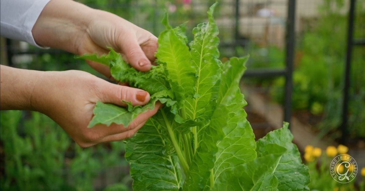 Bolting Swiss Chard