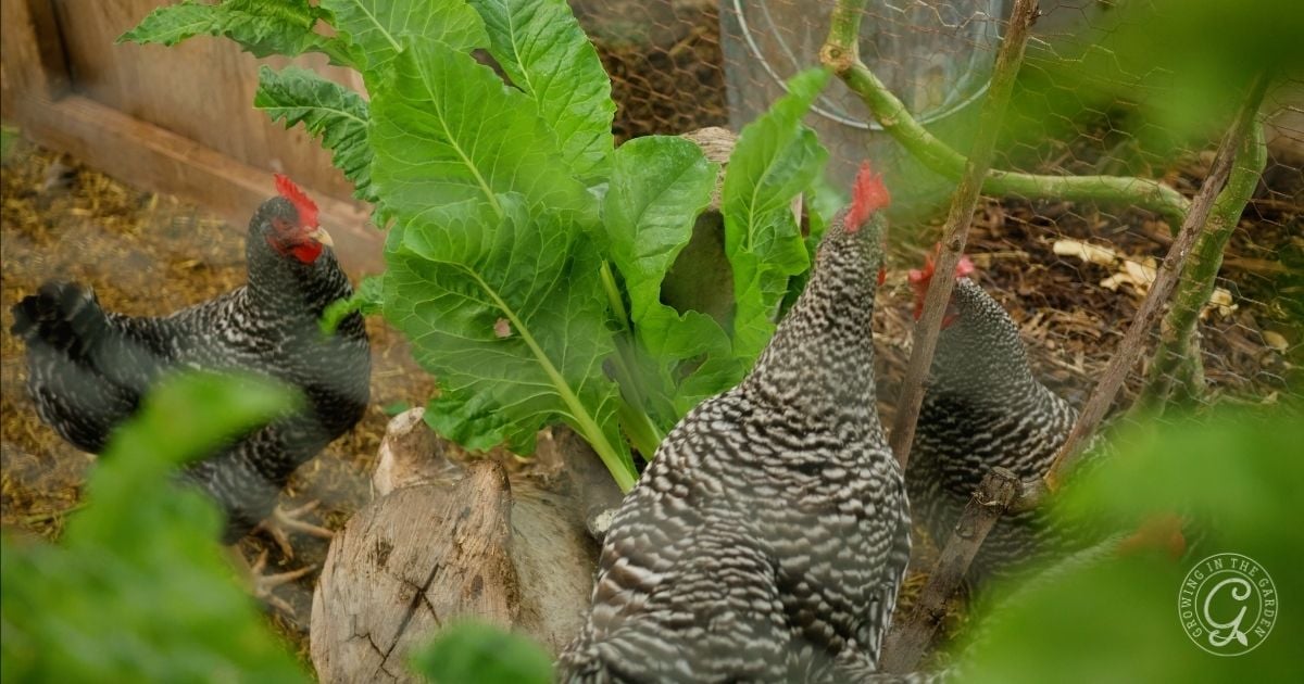 Feeding bolted Swiss chard to chickens
