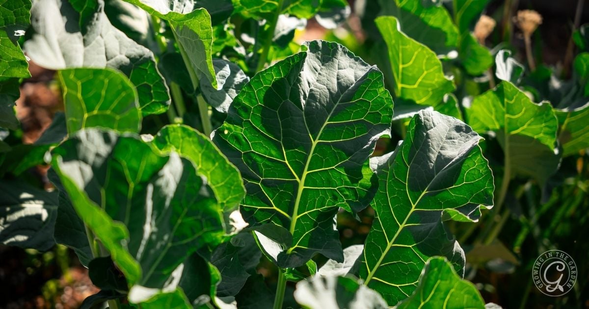 How to Grow Swiss Chard_ A Complete Guide