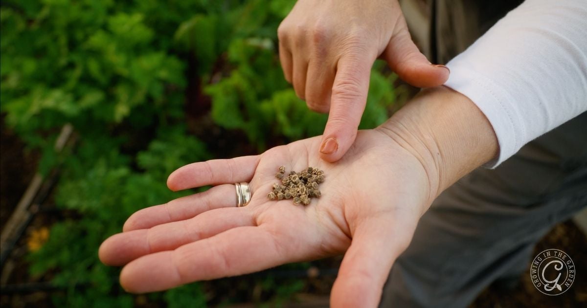A person holds small seeds in their palm and points at them, with green plants in the background.