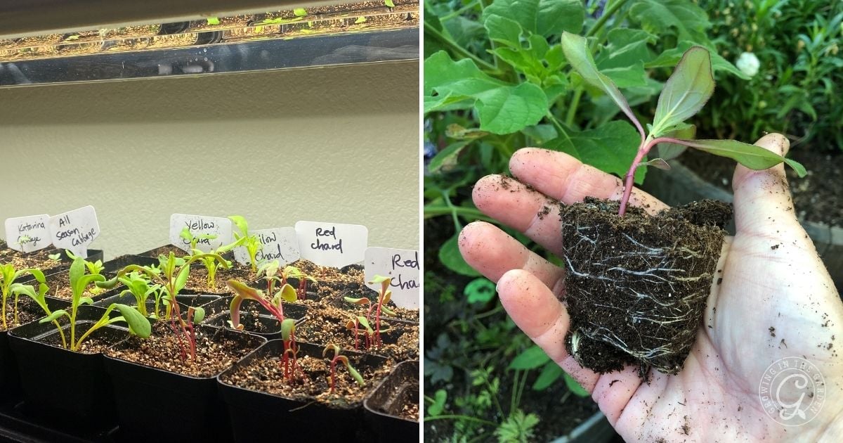 Seedlings growing in pots with labels on the left; a hand holds a seedling with visible roots on the right.