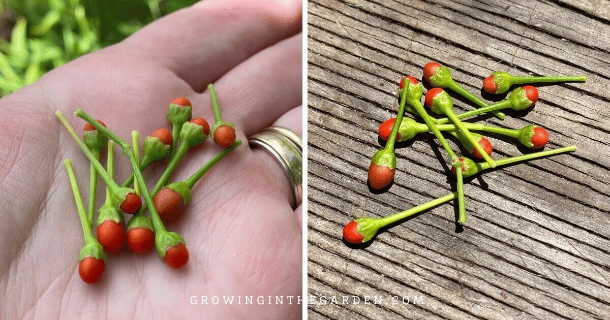 Types of Peppers - The Chiltepin pepper, "chile tepin", or "Chiltepine"