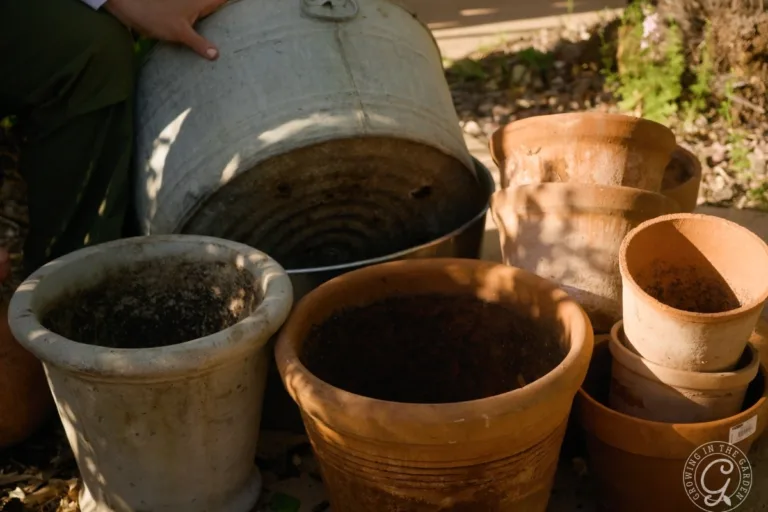 Vegetable Container Size Chart: What Size Pot to Use featured image
