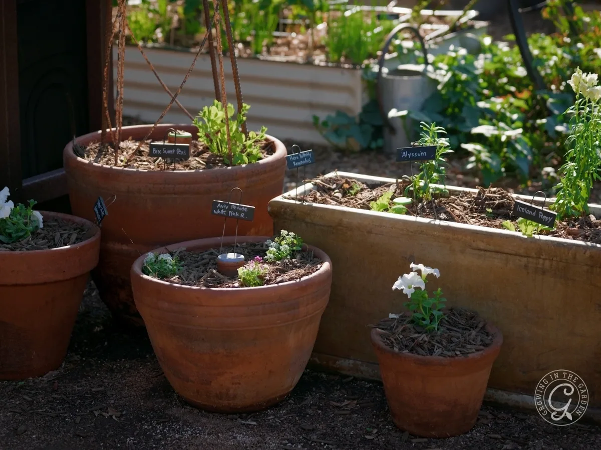 Various potted herbs and flowers with name labels in a sunlit garden setting, offering a helpful guide to container sizes for each plant.