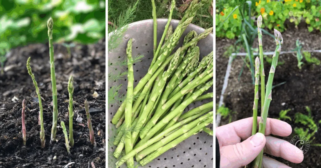 Three images illustrate How to Grow Asparagus: spears emerging from soil, freshly harvested asparagus, and asparagus held by a hand.