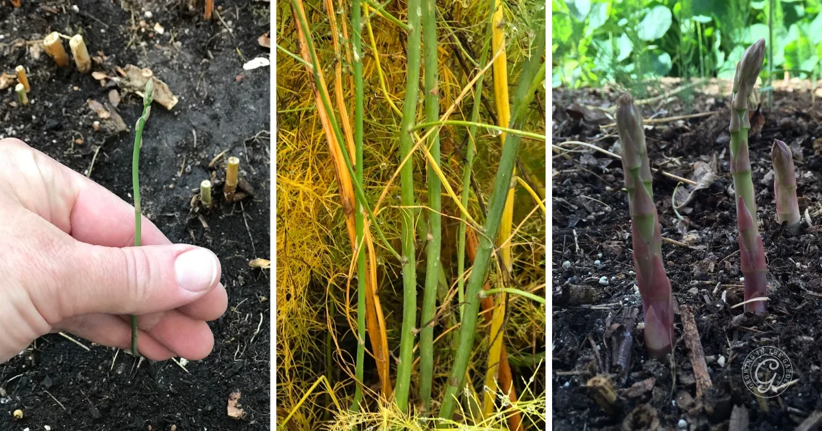 Three images illustrate how to grow asparagus, showing its stages from sprout to mature stalks and multiple young shoots.