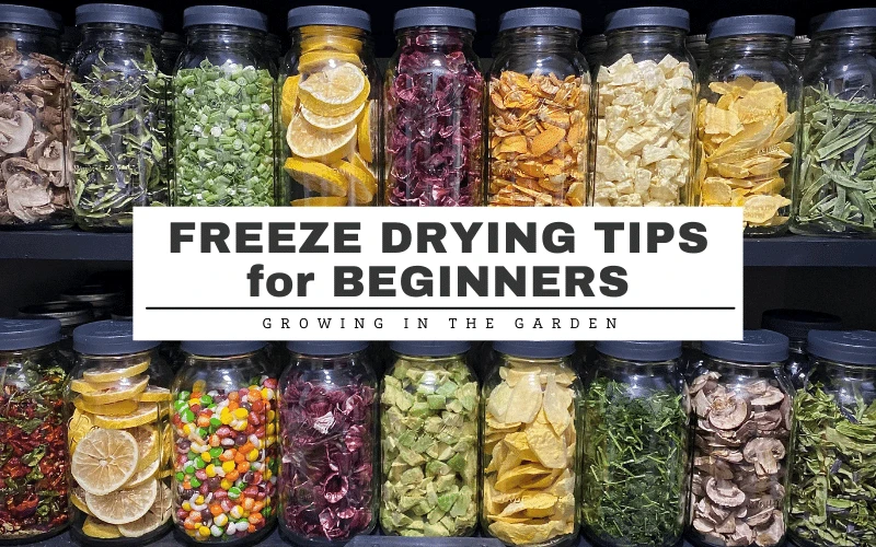 https://growinginthegarden.com/wp-content/uploads/2022/01/Copy-of-Freeze-Drying-Tips-for-Beginners.png.webp