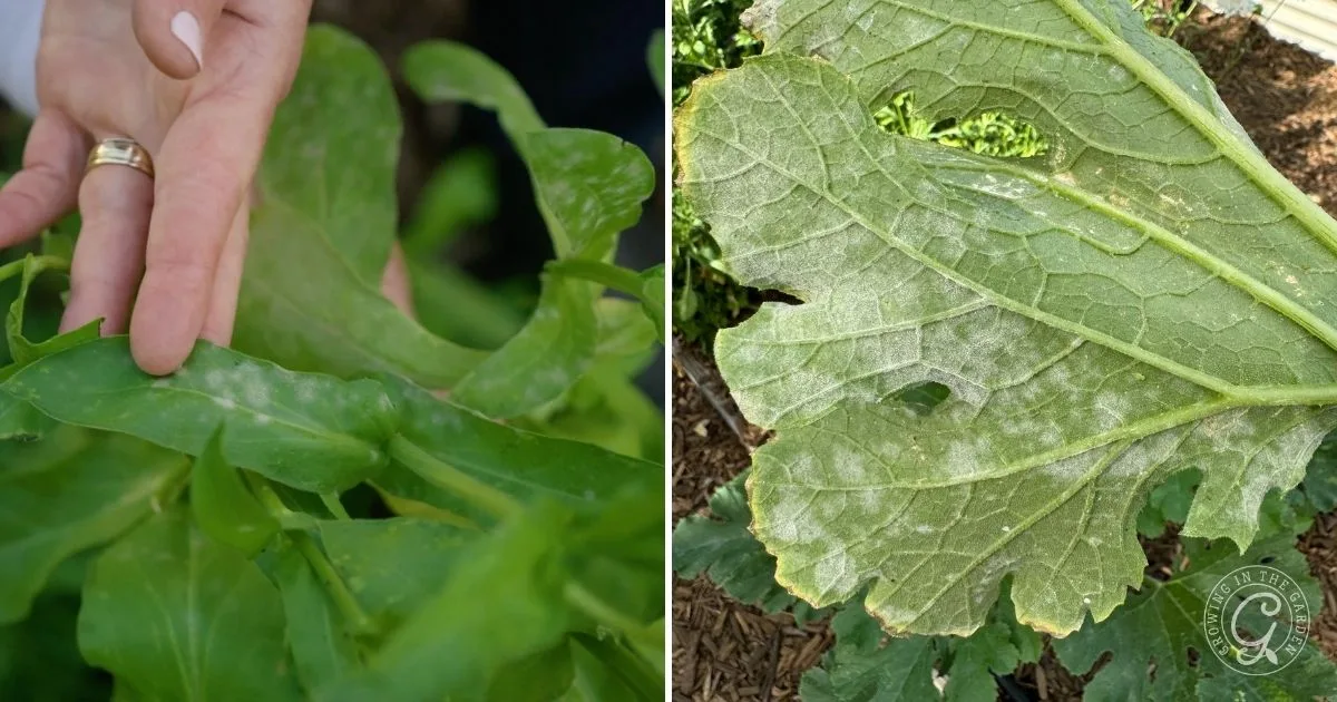 A hand holds healthy green leaves; next to a leaf with a powdery mildew infection, as seen in this Garden Troubleshooting Guide.