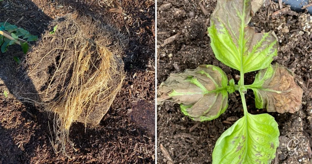 Left: Plant roots bound in soil; right: plant with wilted, browning leaves in soil, showing signs of stress&mdash;refer to our Garden Troubleshooting Guide for solutions.