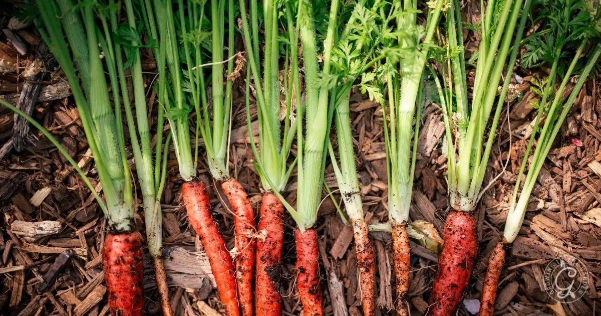 A group of carrots with green stems, perfect for your next recipe or as a fresh pick from the Garden Troubleshooting Guide.