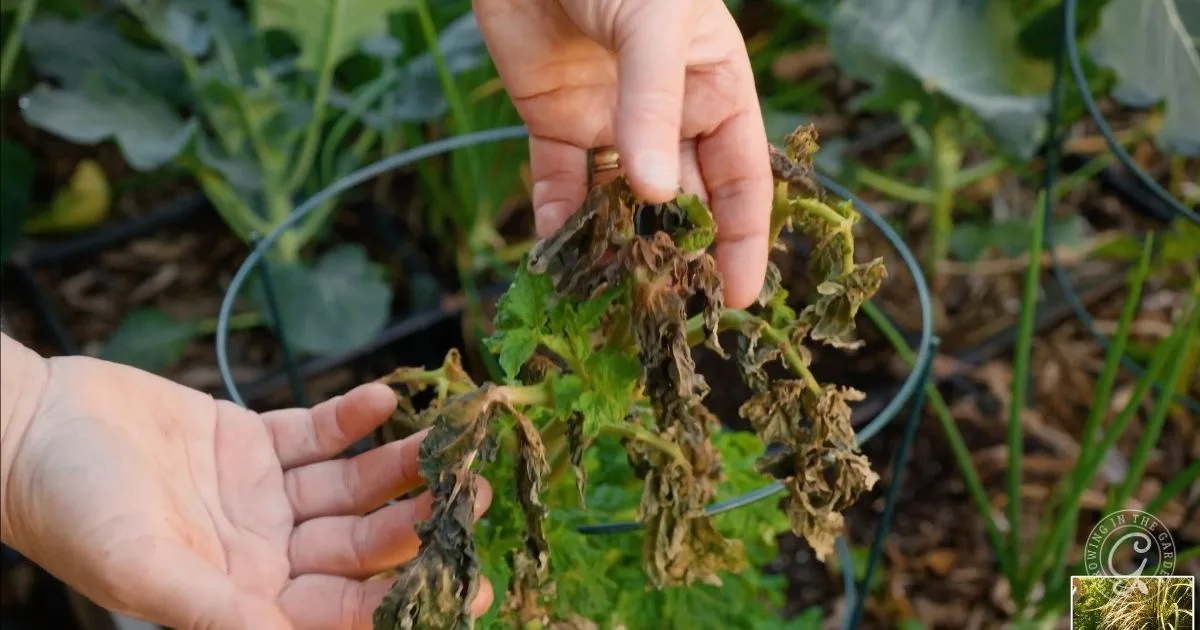 Two hands hold wilted, brown, and dying leaves of a plant in a garden with green plants in the background&mdash;an image perfect for any Garden Troubleshooting Guide.