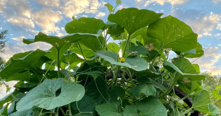 Large green squash leaves grow upward with a blue sky and scattered clouds in the background.