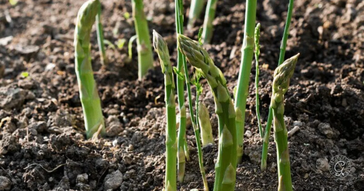 Young green asparagus spears growing upright in dark, tilled soil outdoors&mdash;an inspiring start for those learning how to grow asparagus.