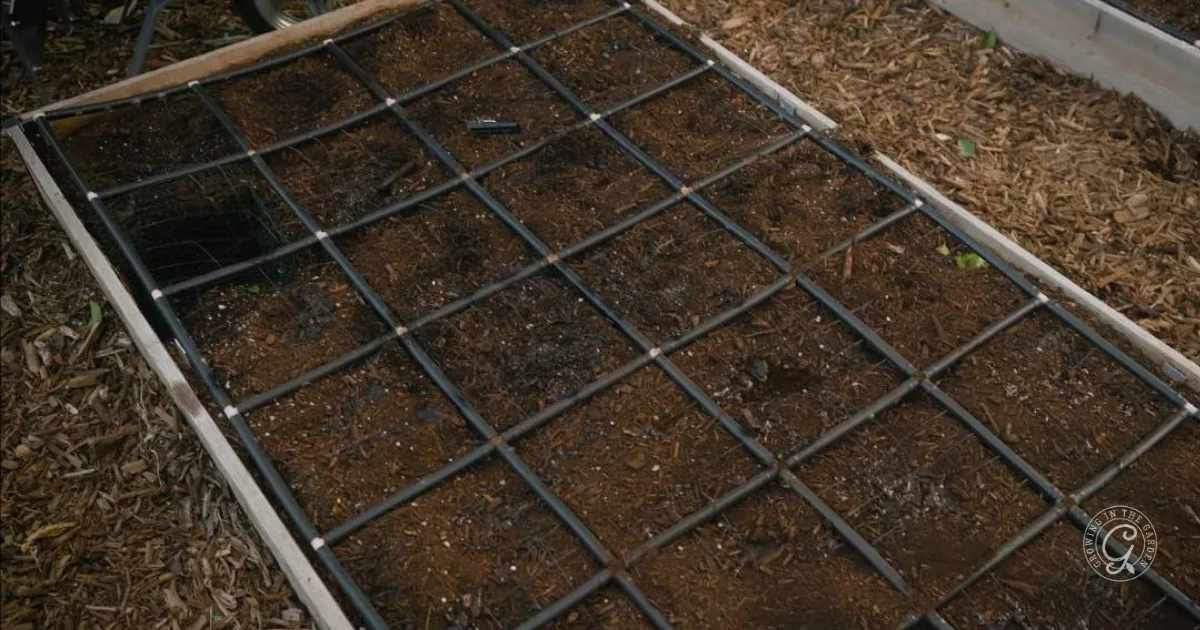 A raised garden bed with a grid pattern is filled with soil, ready for planting—perfect for learning how to grow asparagus in a well-organized space.