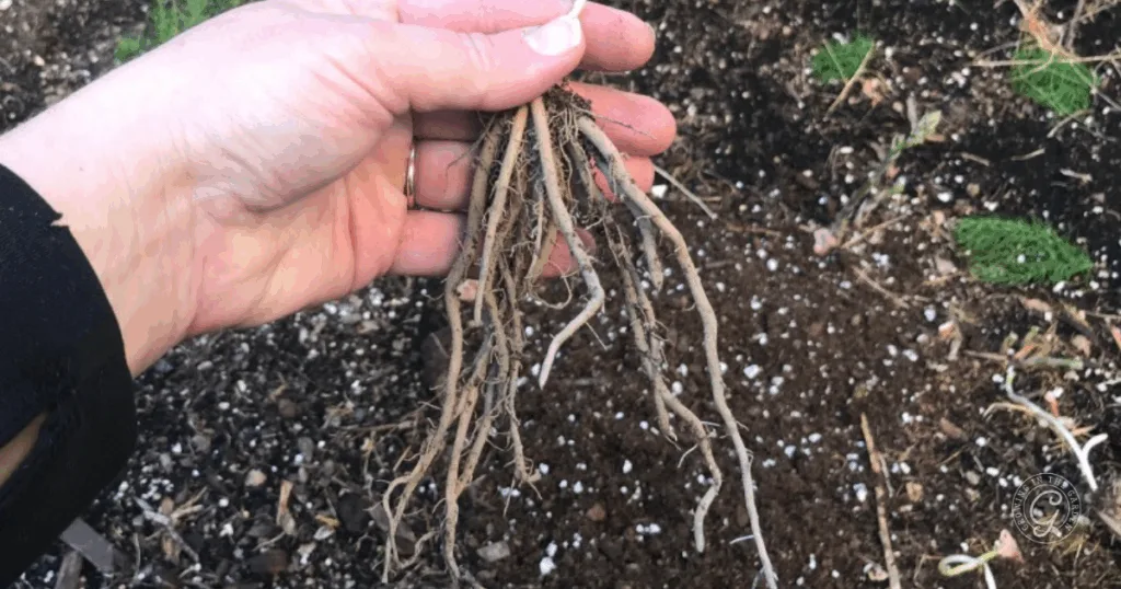 A hand holding bare plant roots over soil in a garden, illustrating how to grow asparagus from the ground up.