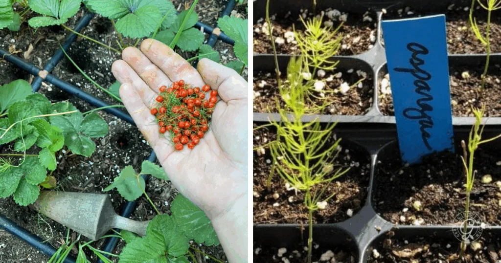 A hand holds small red berries near green plants; young asparagus seedlings grow in a tray with a blue label, illustrating how to grow asparagus from seed.