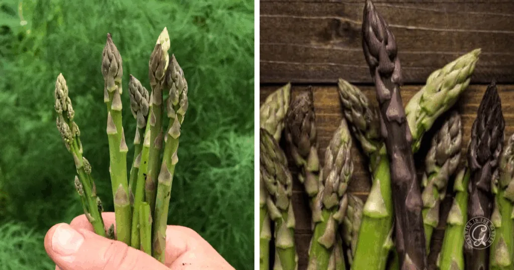 Green asparagus spears held by a hand next to purple asparagus spears on a wooden surface, perfect for illustrating how to grow asparagus at home.