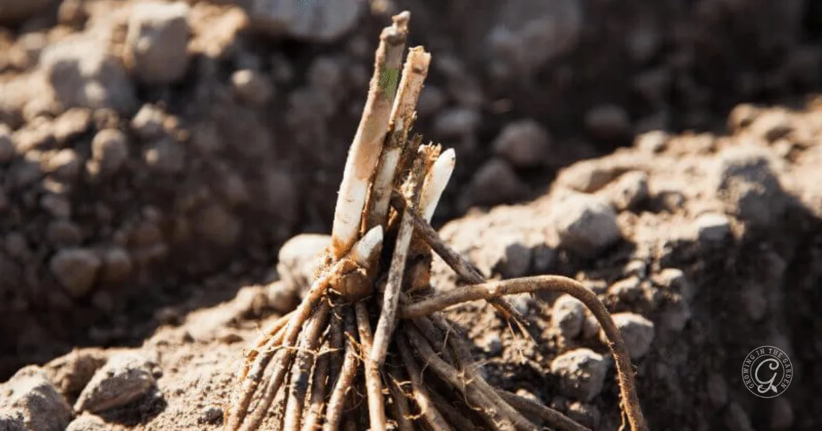 Bare root asparagus crowns with tangled roots rest on soil, ready for planting in a garden bed—an essential step in learning how to grow asparagus at home.