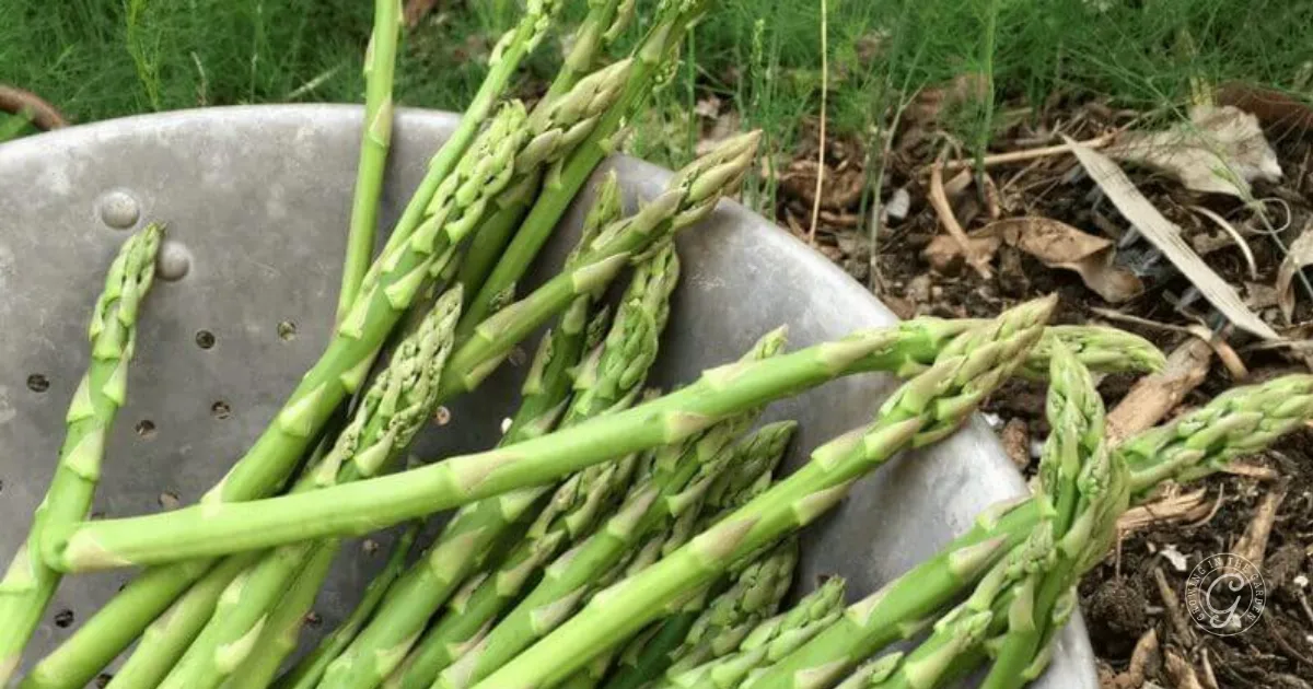 Freshly harvested asparagus spears in a metal colander outdoors, with soil and leaves in the background—perfect inspiration for learning how to grow asparagus in your own garden.