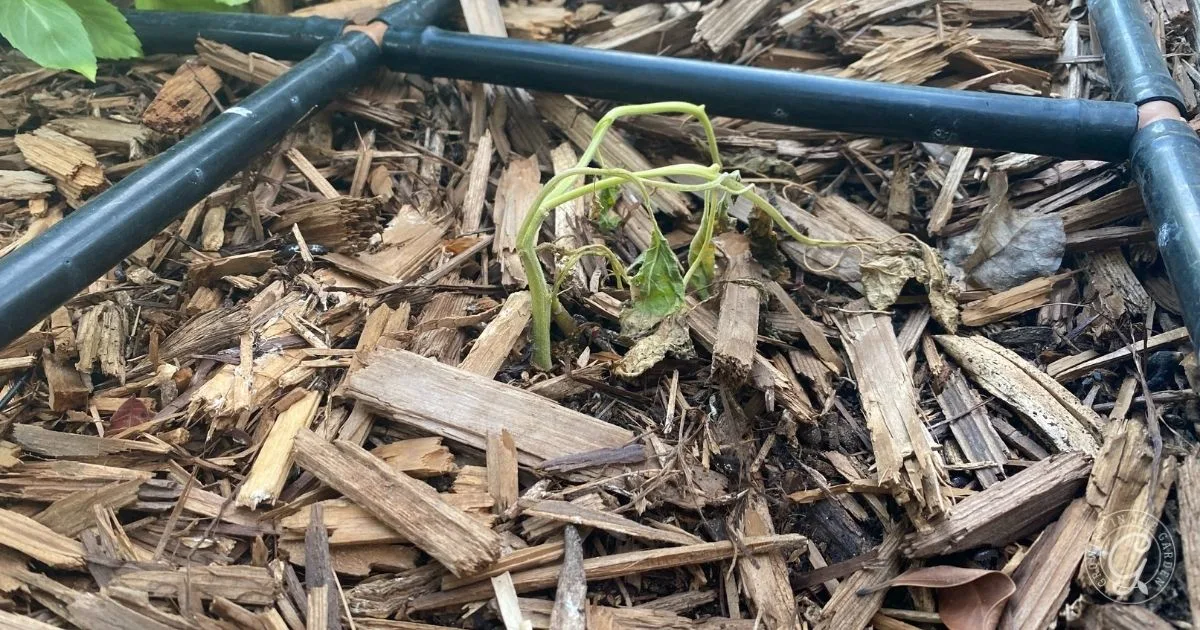 A wilted plant with yellowing leaves in mulch under a drip irrigation system&mdash;refer to our Garden Troubleshooting Guide for solutions.