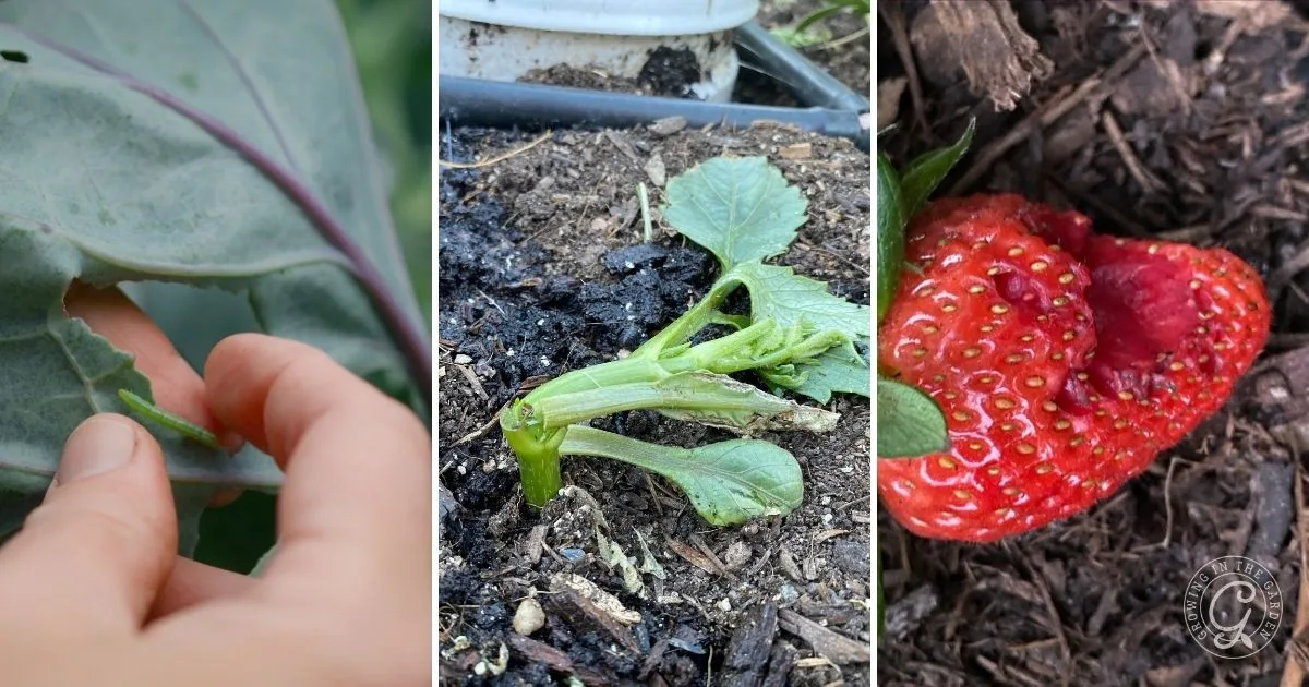 Collage showing insect-eaten leaf, damaged plant stem, and a misshapen strawberry on mulch&mdash;perfect visuals for any Garden Troubleshooting Guide.