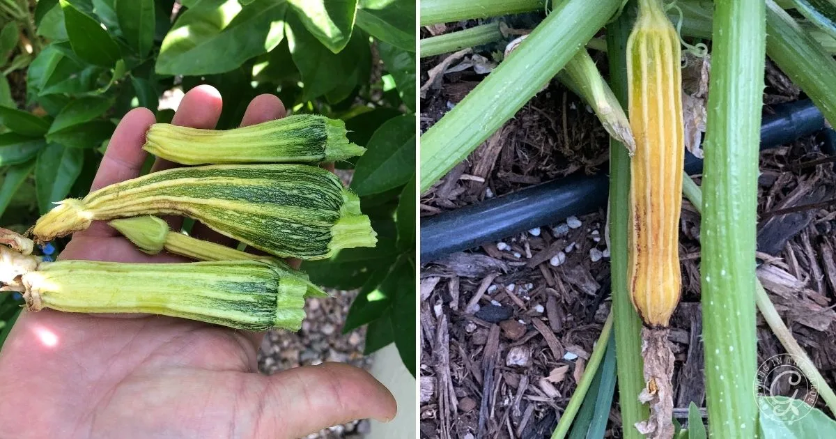 Two photos show deformed, yellow squash fruits&mdash;one in a hand, the other still on the plant in a garden. Refer to our Garden Troubleshooting Guide to help diagnose and resolve common squash problems.