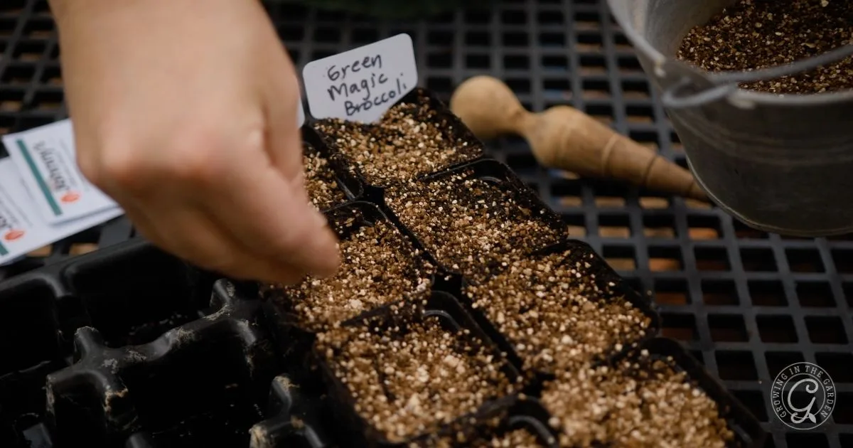 A hand planting seeds in small pots labeled Green Magic Broccoli, with soil and gardening tools nearby&mdash;perfect for anyone following a Garden Troubleshooting Guide.