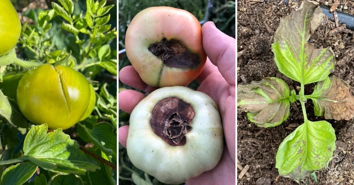 Three images from our Garden Troubleshooting Guide: a cracked green tomato, two tomatoes with rot, and a wilted plant with brown, damaged leaves.