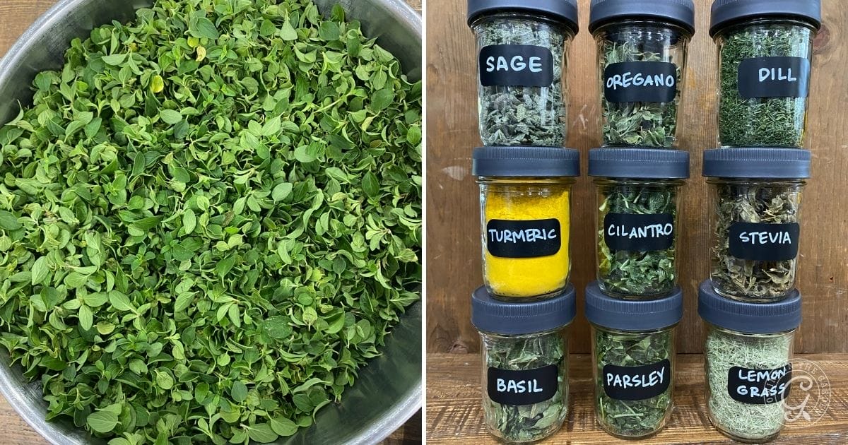 freeze dried herbs