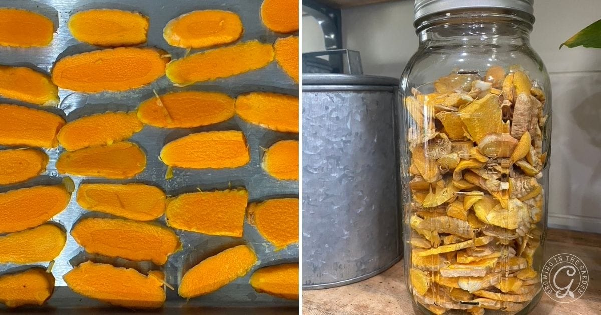 freeze dried turmeric