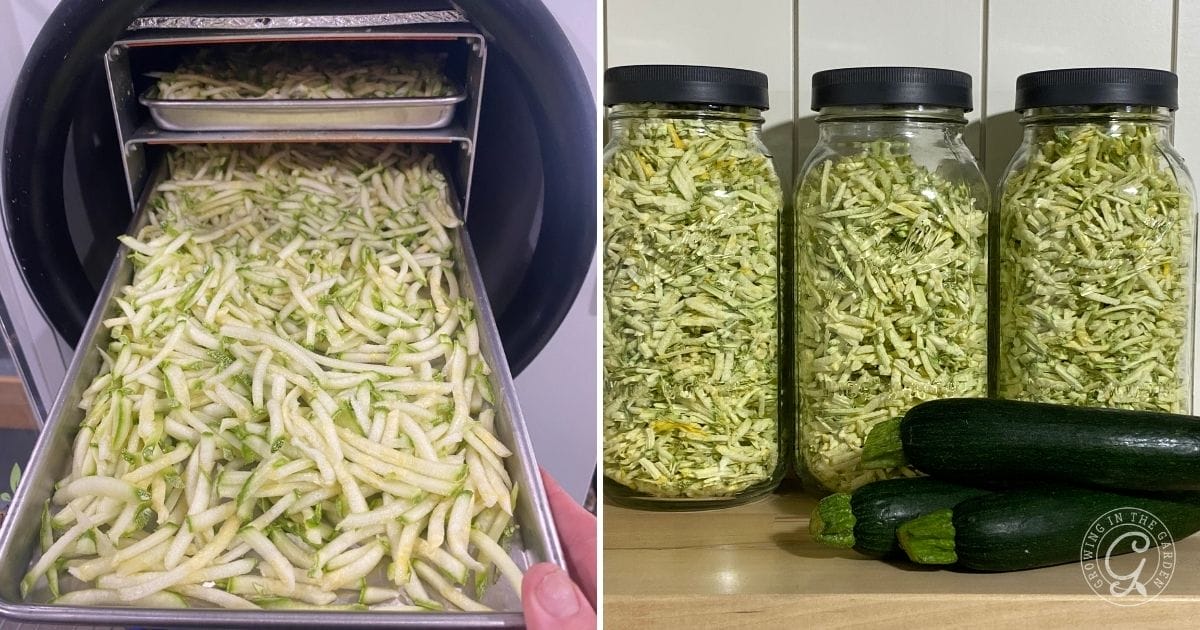 freeze drying zucchini