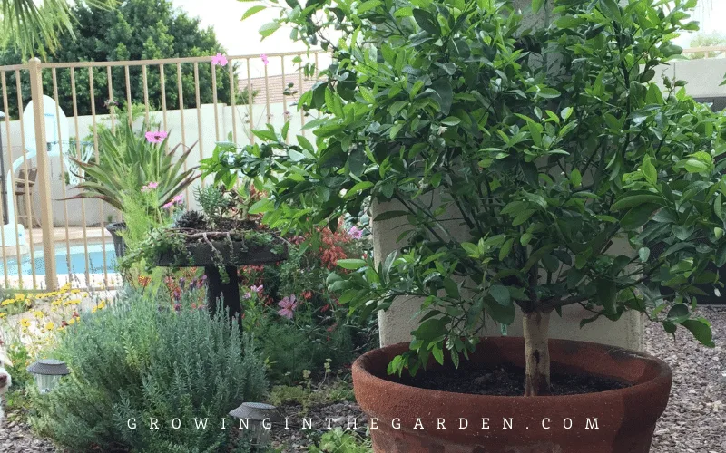 How To Grow Fruit Trees In Containers