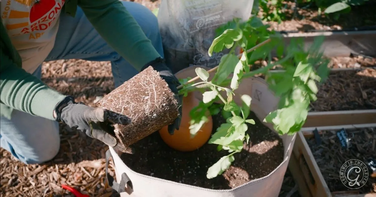 Person transplanting a potted plant into a fabric container filled with soil in a garden.